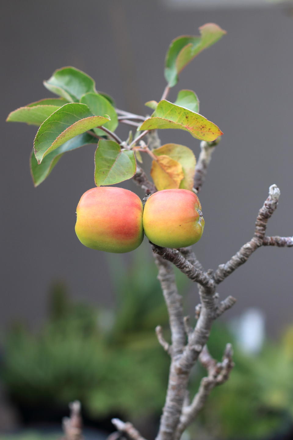 Dwarf apple tree