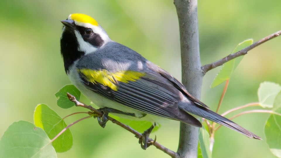 The Golden-winged Warbler searches for caterpillars, moths and spiders to feed on. The bird has had one of the steepest population declines of any songbird - a 66% reduction since 1966. - Laura Erickson