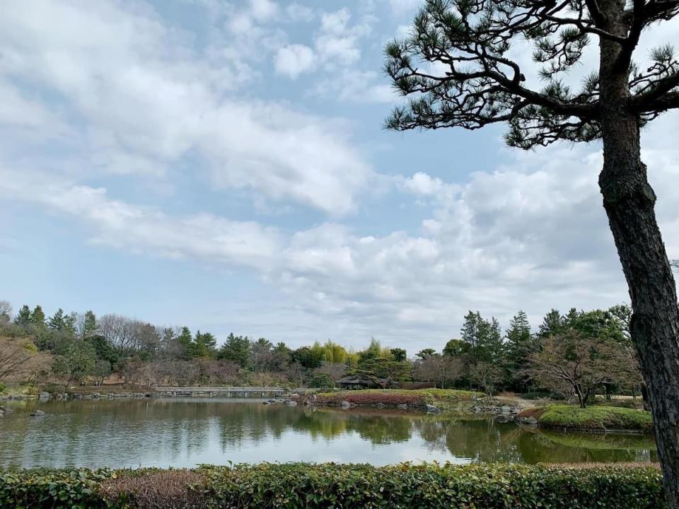 ▲田中千繪透露，國營昭和紀念公園一到秋天就會滿地的銀杏樹葉。