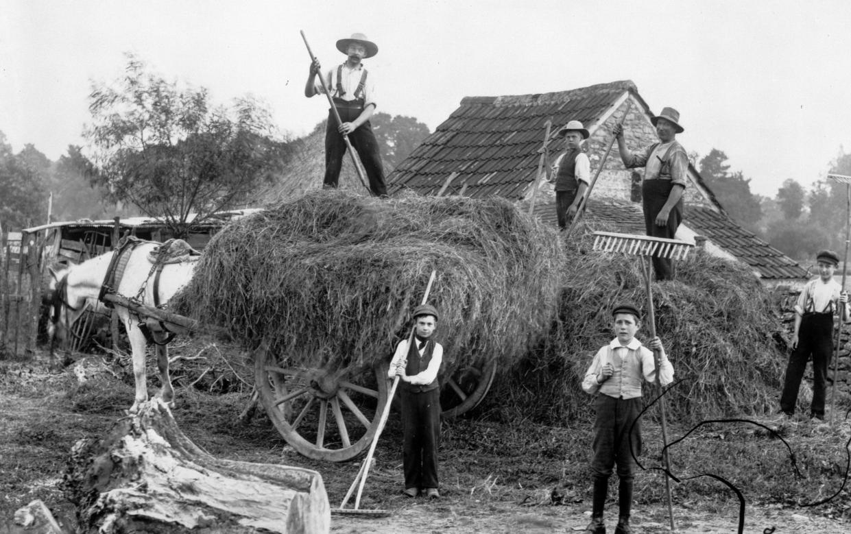 Honest work: English men and boys during the harvest (c 1860-1922)