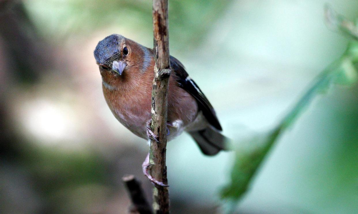 <span>At this time of year they proclaim their distinctive song – once described as like a fast bowler delivering a ball – from dawn to dusk.</span><span>Photograph: David Jones/PA</span>