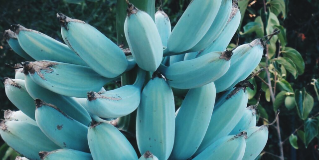 Java banana malaysia blue Banana Varieties