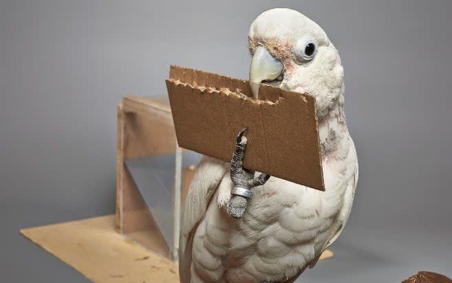 Dolittle the cockatoo demonstrating fashioning a stick from a piece of cardboard  - Bene Croy