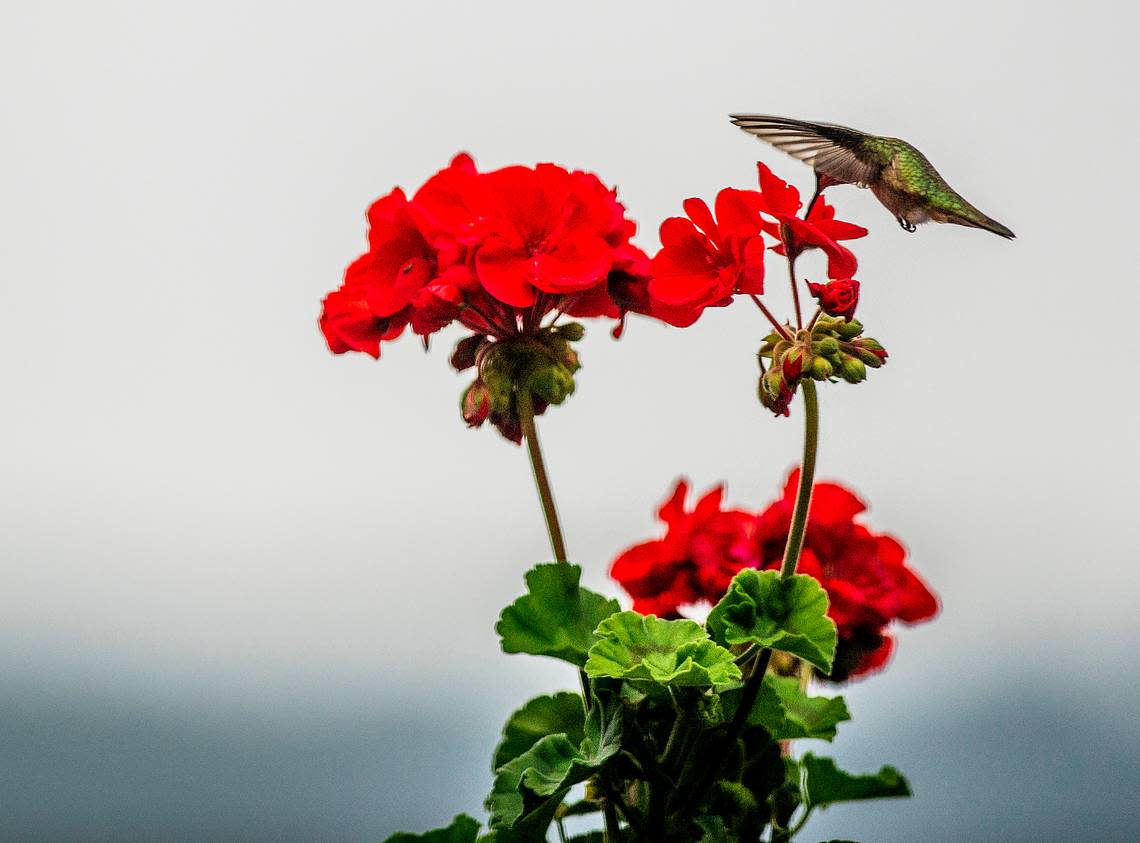 Hummingbirds, the tiniest bird species, arrive in Kansas City around mid-April each year. They are only present in the Western Hemisphere, mostly Central and South America.