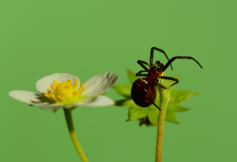 Libra: You’re the Common House Spider