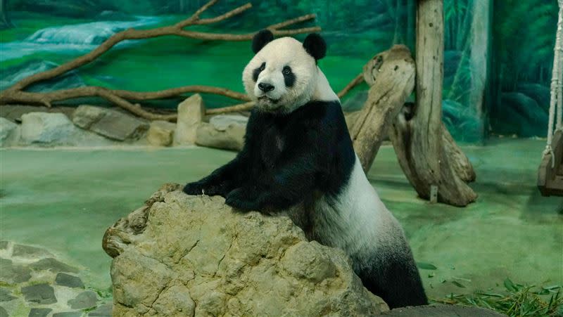 動物園指出，大貓熊「團團」進行整體造型雕塑、翻模製作完成，之後將規劃瀕危物種故事館，（圖／台北市立動物園提供）