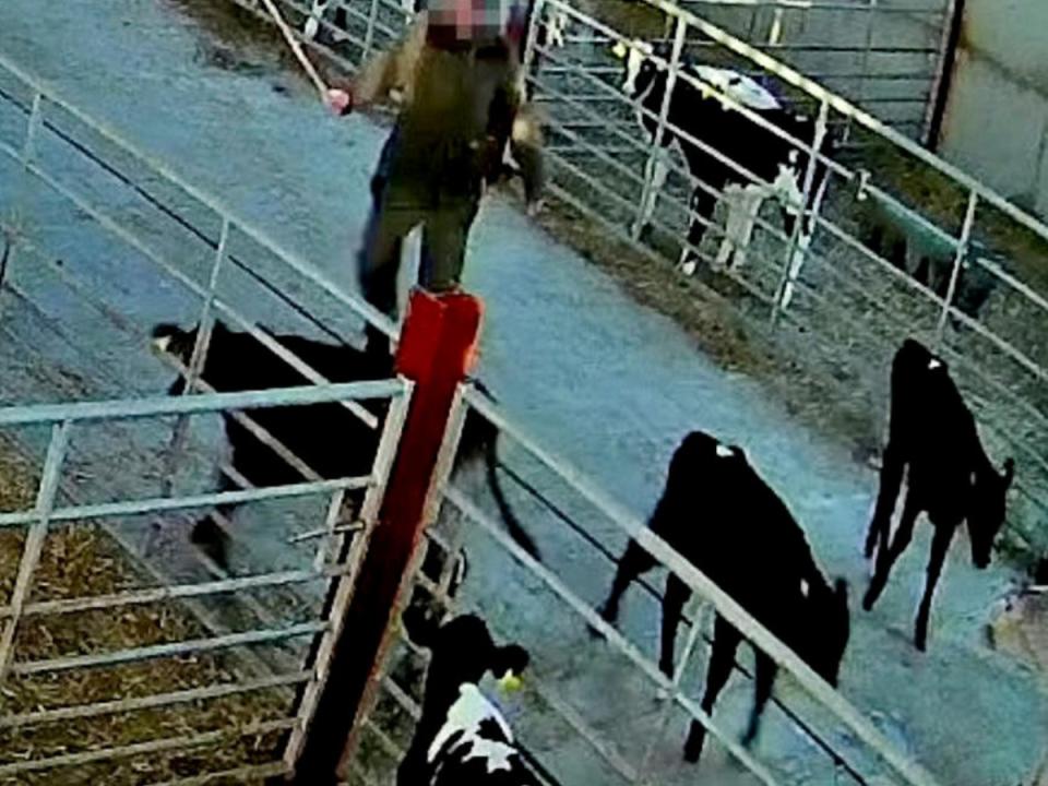 The undercover video was taken by Animal Justice Project 