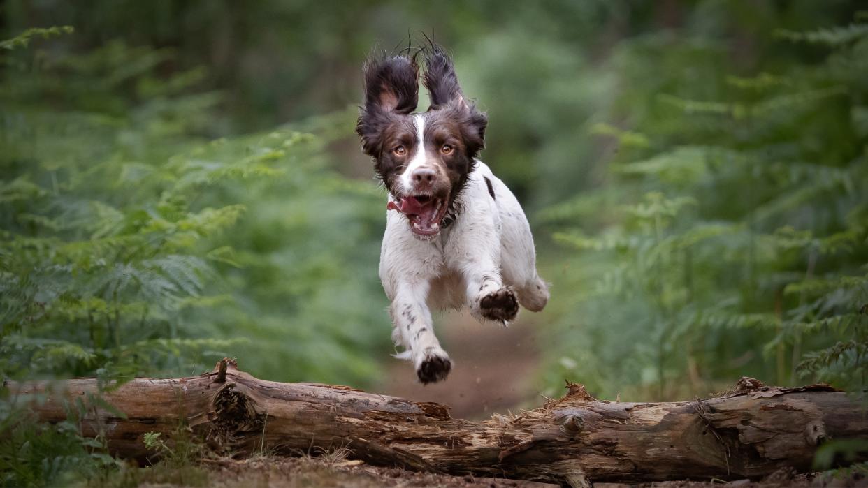  English Springer Spaniel. 