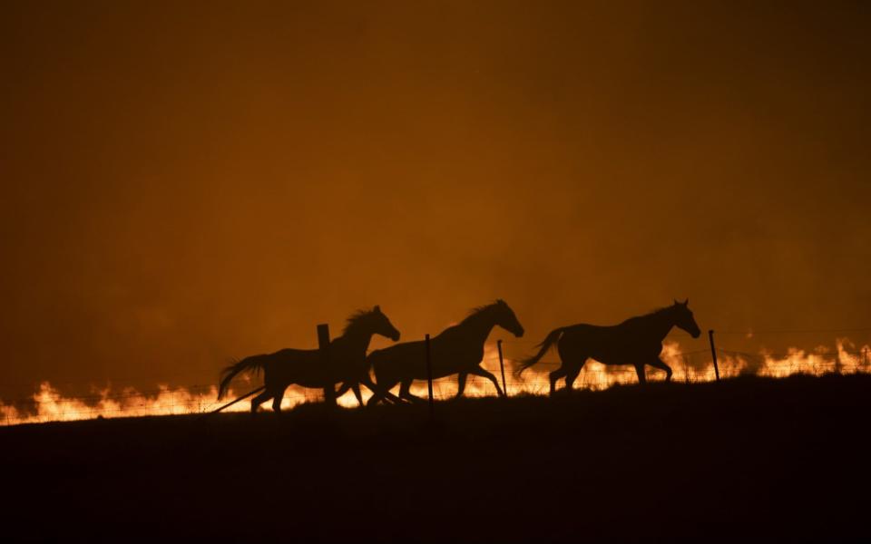 The fires have been described as an 'ecological disaster', with 119 species requiring immediate assistance to avoid extinction - Brook Mitchell/Getty Images AsiaPac