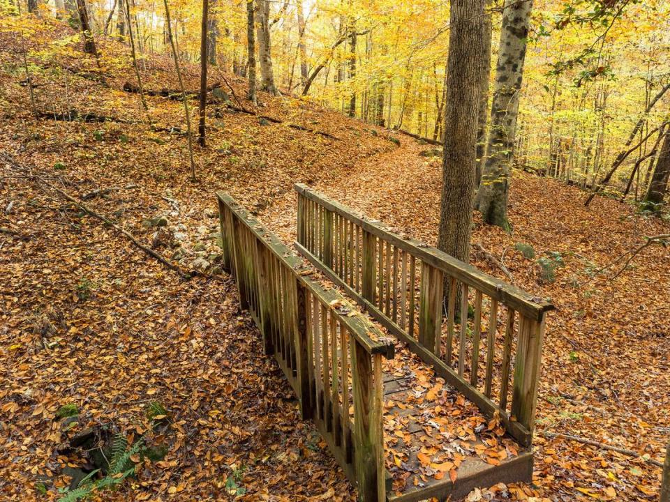 A footbridge surrounded by golden hues shows why Yelp users helped made William B. Umstead State Park in Raleigh one of the top 20 places in the country to see fall color.