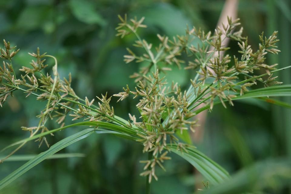 types of weeds yellow nutsedge