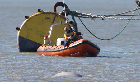 FILE PHOTO: A Beluga whale swims in the River Thames near Gravesend, east of London, Britain, September 26, 2018. REUTERS/Peter Nicholls