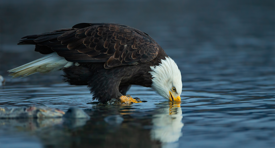 Bald eagles were once listed as endangered in the United States but have since recovered. Source: Getty