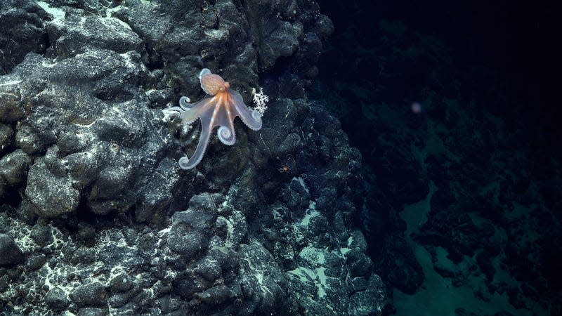 An octopus documented during Dive 674. - Photo: <a class="link " href="https://schmidtocean.photoshelter.com/galleries/C0000HRWFfu1r_rE/G0000rTHPxnoGl64/I0000gBW5OdO_Uws/Octopus-moving-along-underwater-mountain-off-the-coast-of-Chile" rel="nofollow noopener" target="_blank" data-ylk="slk:ROV SuBastian/Schmidt Ocean Institute under CC BY-NC-SA;elm:context_link;itc:0;sec:content-canvas">ROV SuBastian/Schmidt Ocean Institute under CC BY-NC-SA</a>