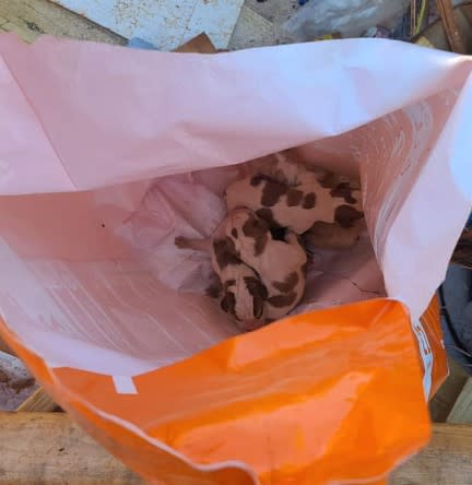 Four puppies in a bag at a construction site on April 22. (Photo Courtesy: Appomattox Animal Shelter)