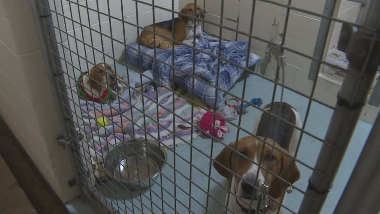 P.E.I. family gives neglected hounds a second chance