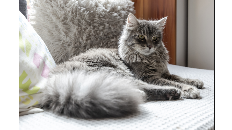 cat sitting on bed