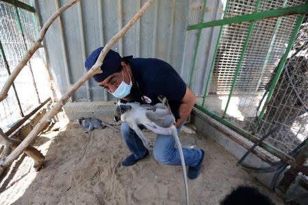 Veterinarian Amir Khalil from FOUR PAWS International carries an anaesthetised monkey as he brings it for treatment at a zoo in Khan Younis in the southern Gaza Strip June 10, 2016. REUTERS/Ibraheem Abu Mustafa/Files