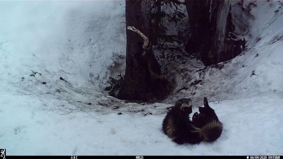 A female adult wolverine plays with a kit on snowy ground, as another kit in the background ascends a tree.