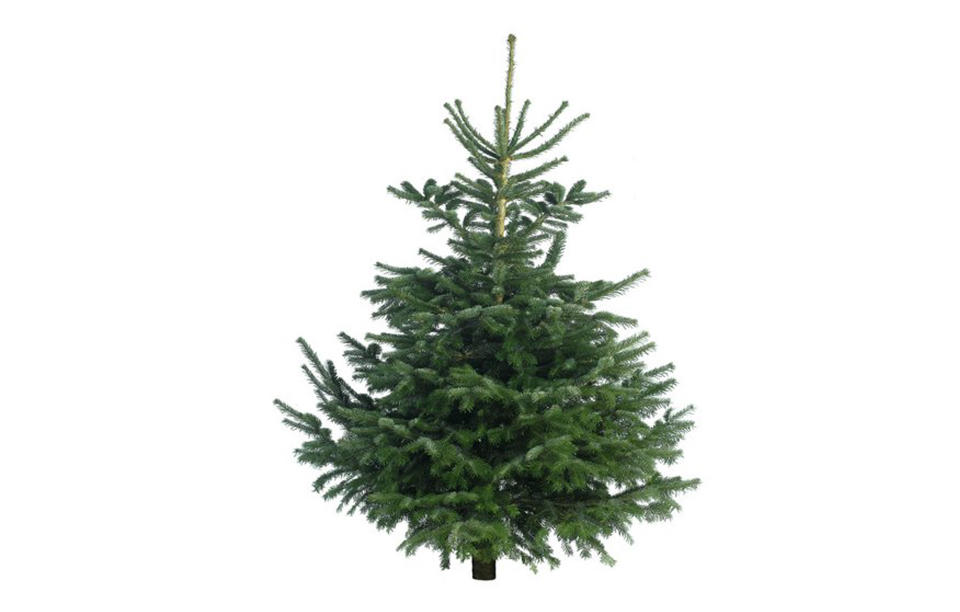 Needlefresh Nordman Fir, 6-7 foot