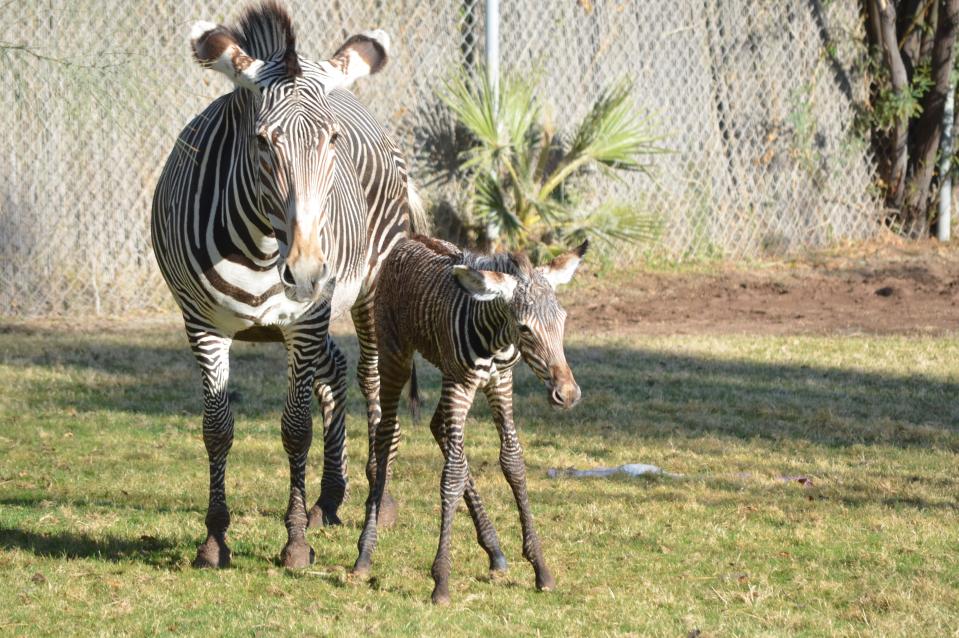 Anna, an endangered Grevy's zebra, gave birth to a new healthy female foal at Reid Park Zoo in Tucson on Christmas Day, Dec. 25, 2023.