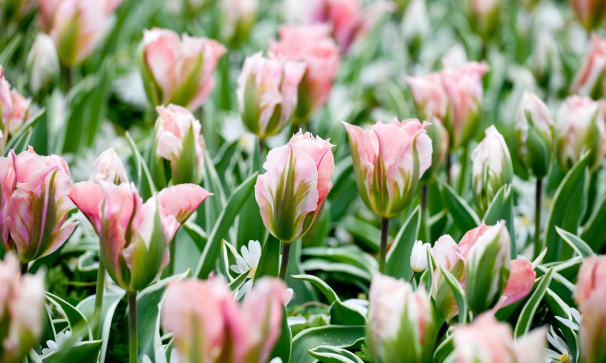 <span>Create an enviable display with ‘China town’ tulips.</span><span>Photograph: Blue Caterpillar/Shutterstock</span>