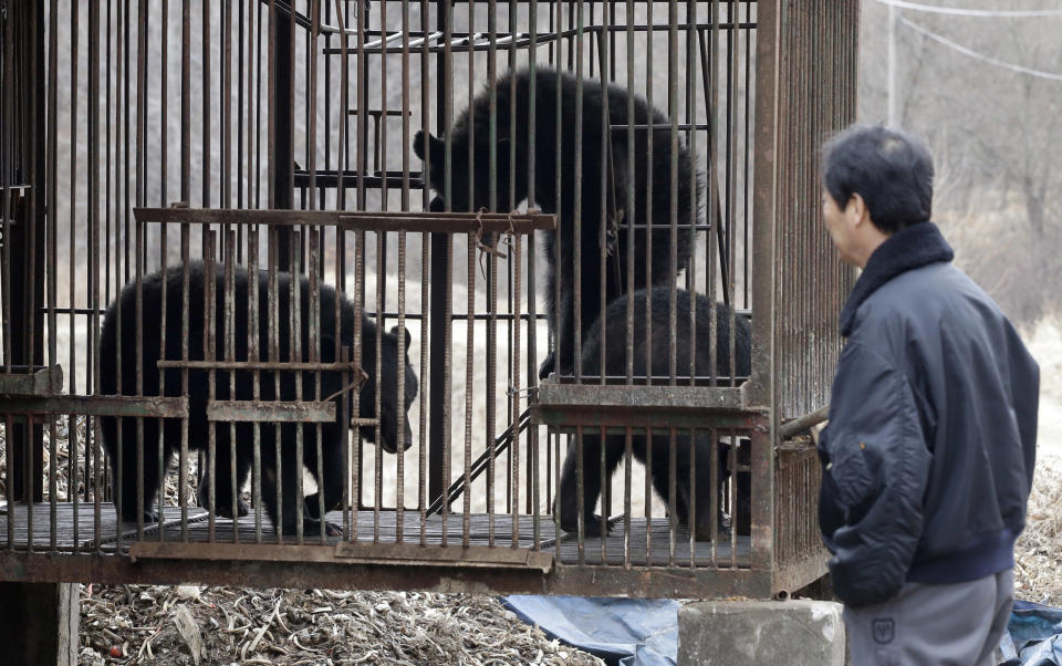 In this photo taken on Jan. 24, 2014, South Korean Kim Kwang Soo, the owner of bears looks at his bears inside a cage, at his bear farm in Dangjin, south of Seoul, South Korea. Several bears lie stacked on top of each other, as still as teddy bears, as they gaze out past rusty iron bars. Others pace restlessly. The ground below their metal cages is littered with feces, Krispy Kreme doughnuts, dog food and fruit. They’ve been kept in these dirty pens since birth, bred for a single purpose: to be killed for their bile. (AP Photo/Lee Jin-man)