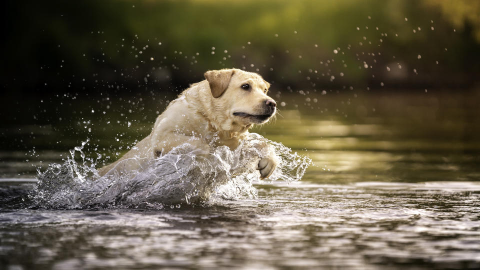 Labrador swimming