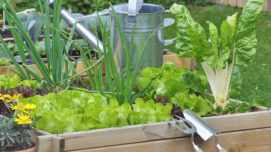 15 fast-growing veggies