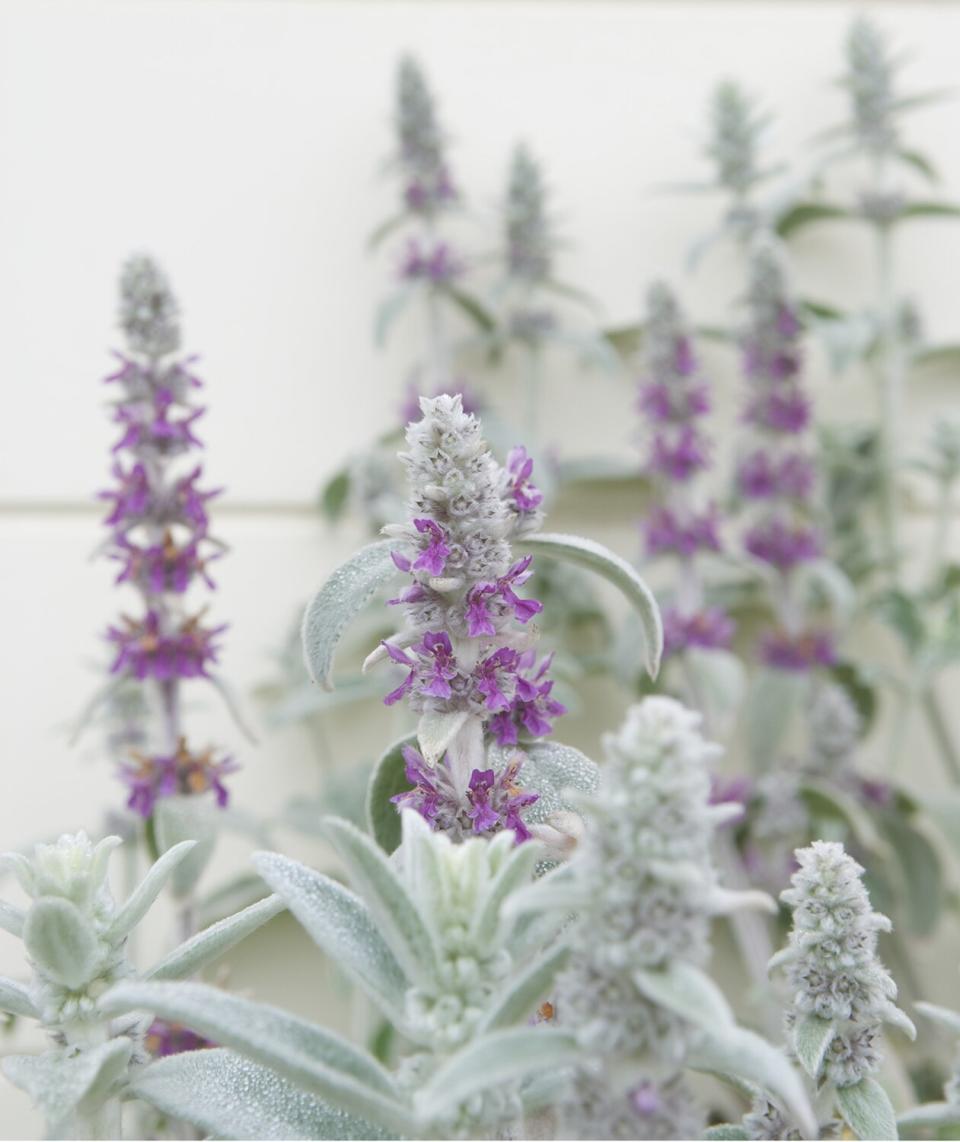 Lamb’s Ear (Stachys byzantina)