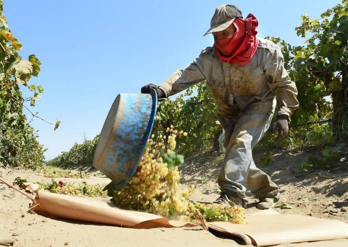 Toiling in a dusty vineyard at Easton, farmworker Pablo Santiago dumps a pan of Thompson seedless grapes for raisin drying in 2016. Farmers and farmworkers say that a 2016 law granting overtime to agricultural laborers after eight hours has led to reduced hours and income for some farmworkers.