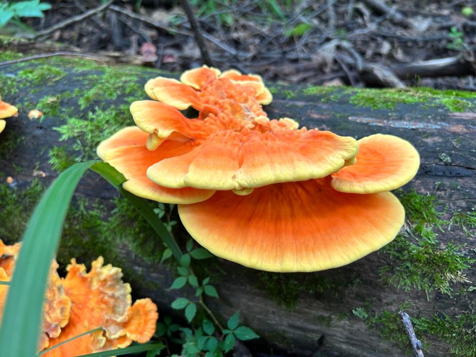 Chicken of the woods mushrooms are found in Woodville Township.