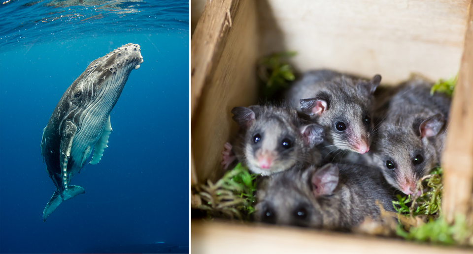 From humpback whales to mountain pygmy possums, animals of all sizes will be affected by climate change. Source: Getty / AAP