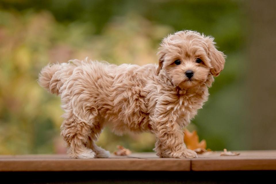 Reddish blonde maltipoo puppy stands sideways on table outdoors