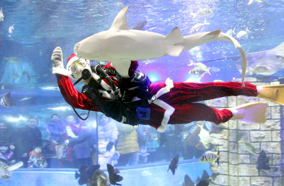 A diver feeds animals at an aquarium in Suzhou, China