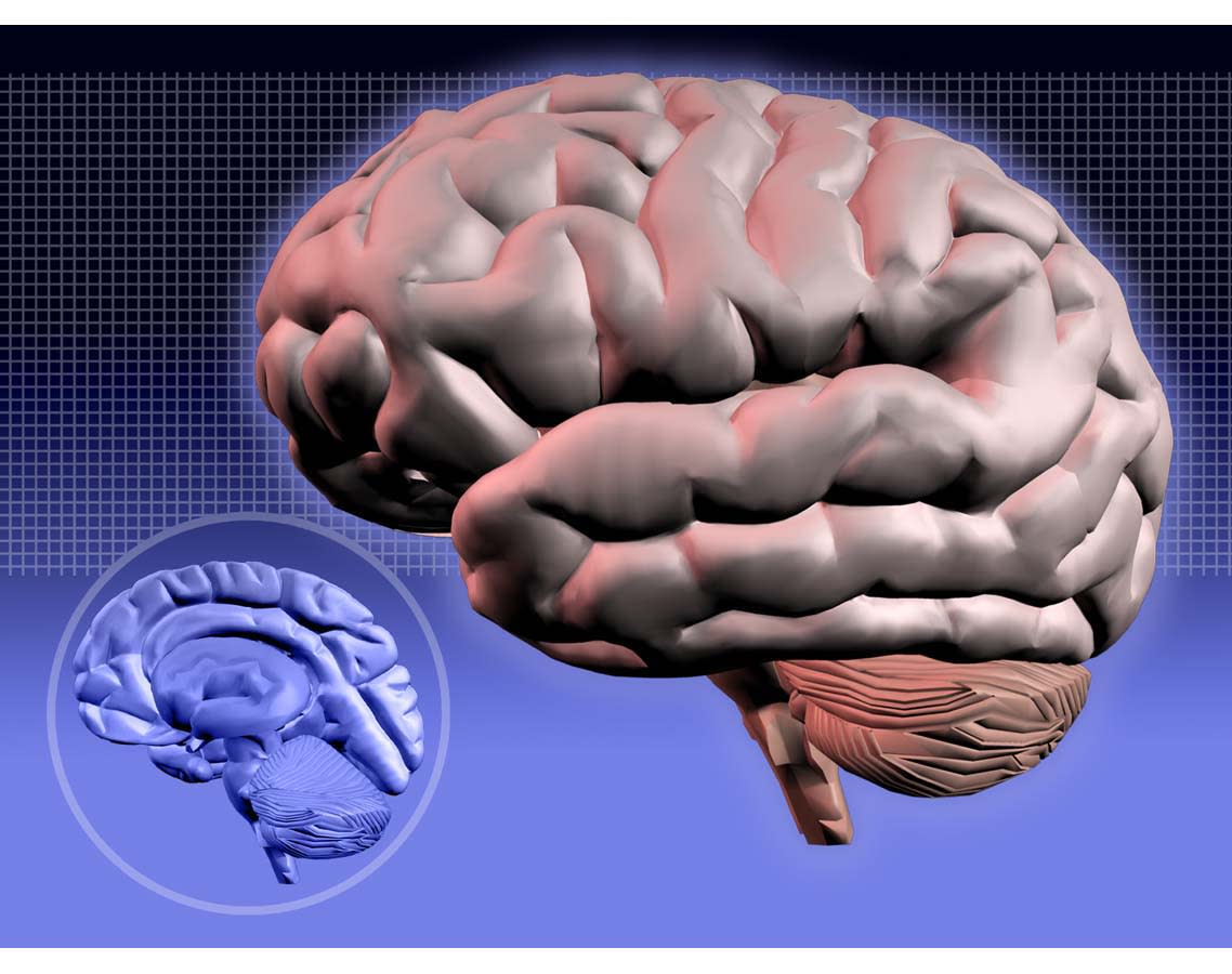 USA - 2001:  2 col x 3 in / 96x76 mm / 327x259 pixels Kurt Strazdins color illustration of a human brain. (Tribune News Service via Getty Images)