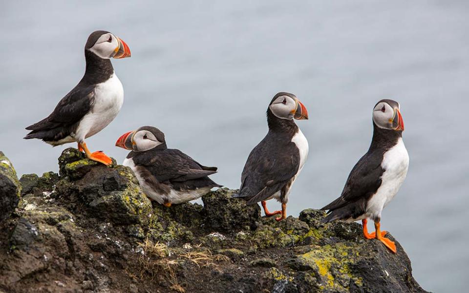 A flock of puffins in Iceland - GUNNAR ÖRN ÁRNASON