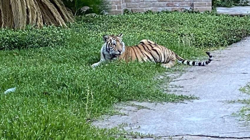 Image: A tiger rests on grass near a sidewalk in a neighborhood in Houston. (Courtesy Mohammed Syed)