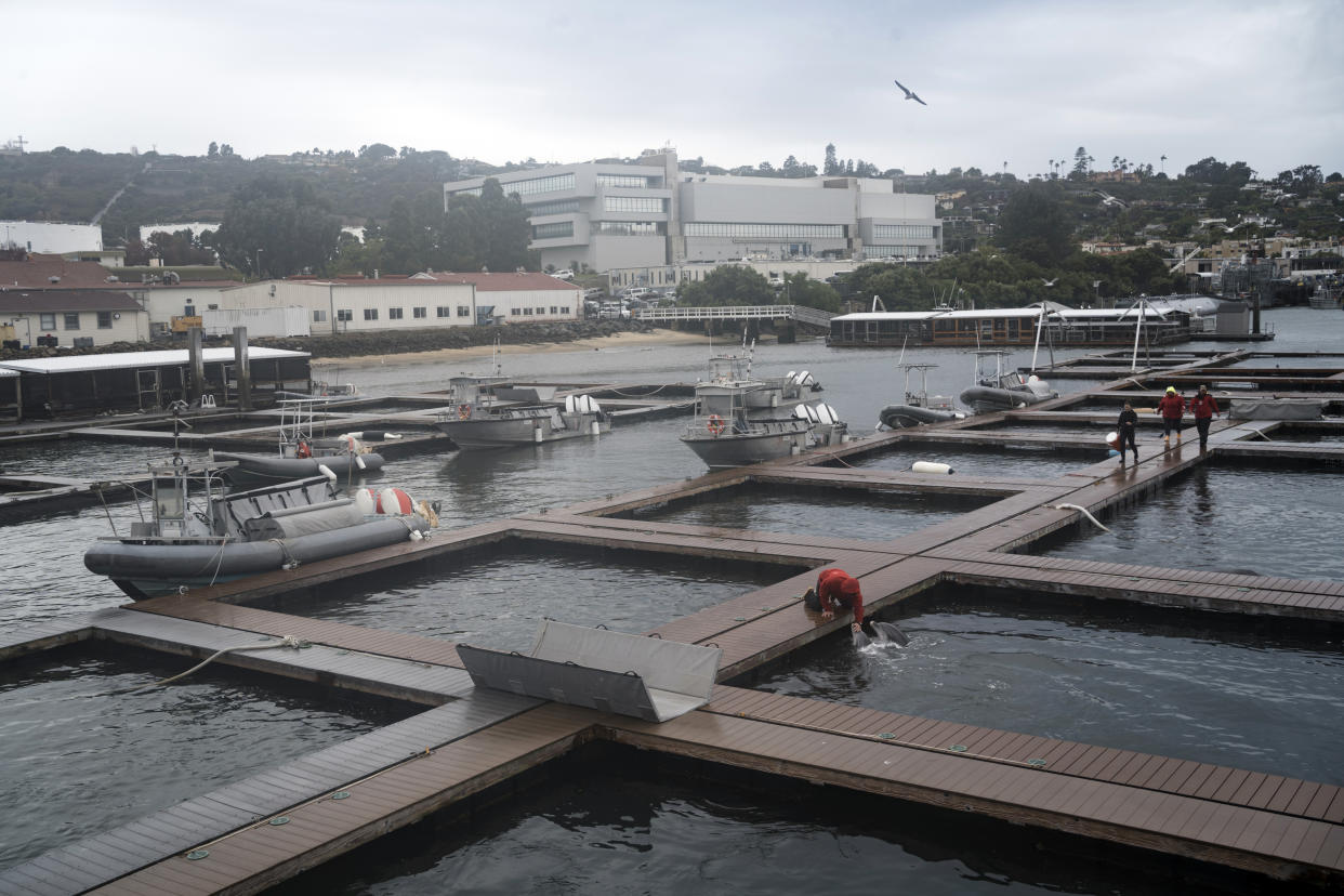 El Programa de Mamíferos Marinos de la Marina de Estados Unidos en la Base Naval de Point Loma en San Diego, el 8 de noviembre de 2022. (Gabriella Angotti-Jones/The New York Times)
