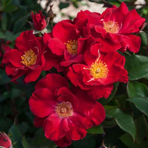 <p><a href="https://www.highcountryroses.com/shop/modern-roses/floribundas-small-landscape-shrubs/bright-shiny/" rel="nofollow noopener" target="_blank" data-ylk="slk:Shop Now;elm:context_link;itc:0;sec:content-canvas" class="link ">Shop Now</a></p><p>Top Gun</p><p>$21.95</p><p>highcountryroses.com</p>