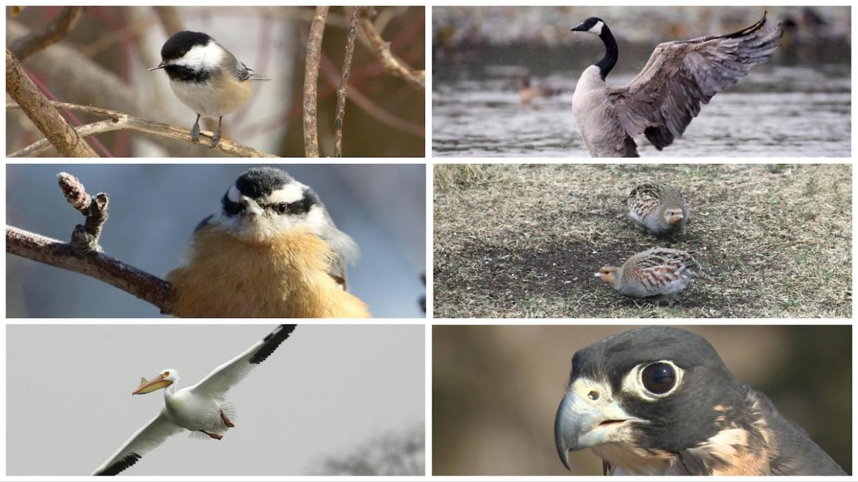 The City of Regina has announced six finalists for its official bird. Clockwise from top left: the black-capped chickadee, the Canada goose, the grey partridge, the peregrine falcon, the American white pelican and the red-breasted nuthatch. (Rick Bremness/CBC, Jonathan Hayward/CP, submitted by Martha Bondy, Nathan Gross/CBC, Matthew Holst via AP, submitted by Rachel Ling - image credit)