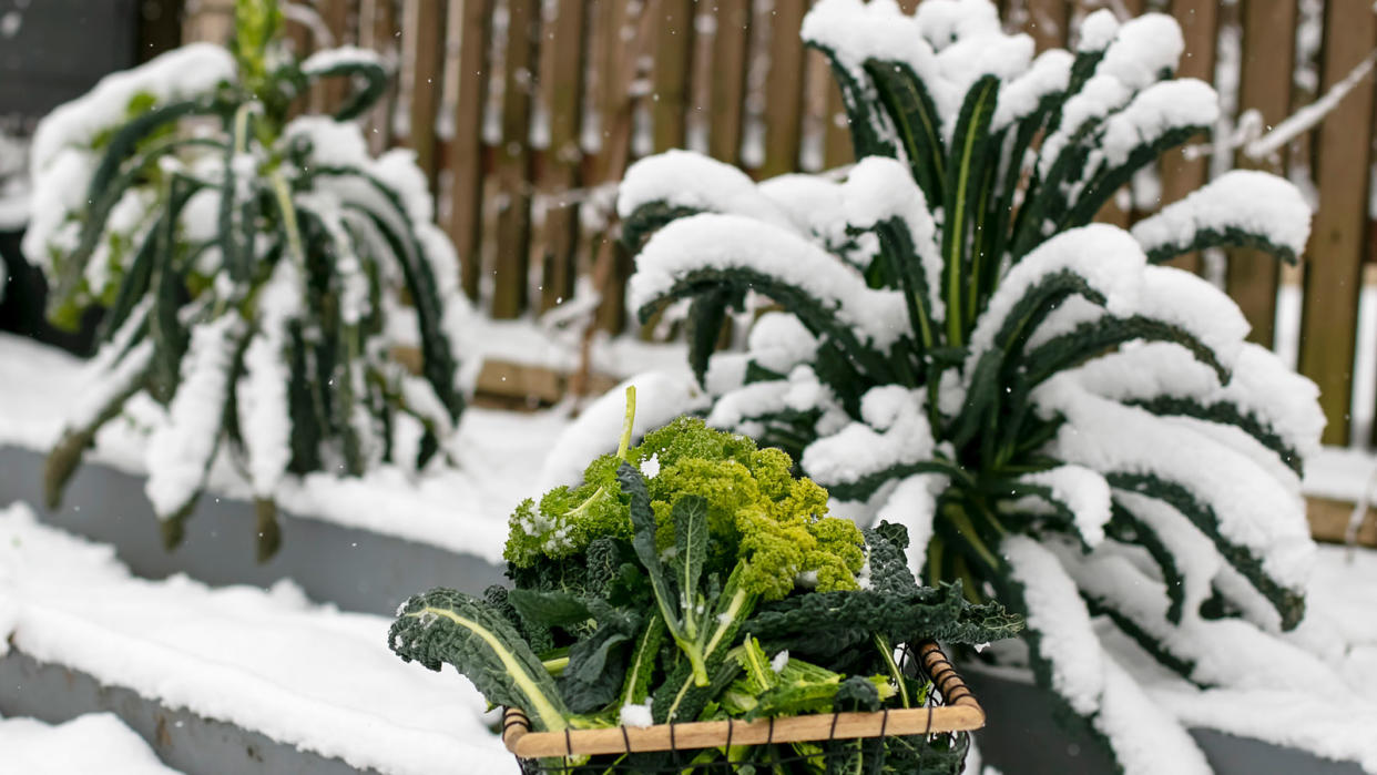  Cavolo nero plants covered in snow . 