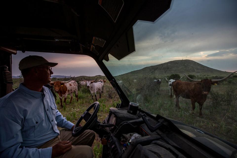 Jeff Williams, a rancher, feeds his Texas Longhorns at sunrise in Alpine, Texas. Williams has had difficulty finding workers for his ranch and alfalfa farming operations.