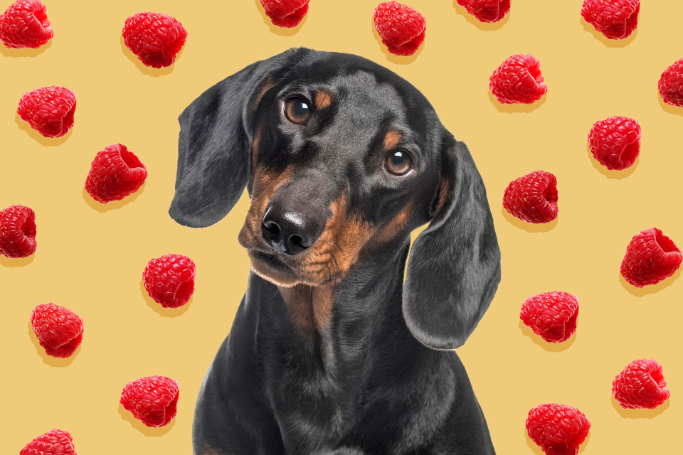 dachshund with a background of raspberries; can dogs eat raspberries?