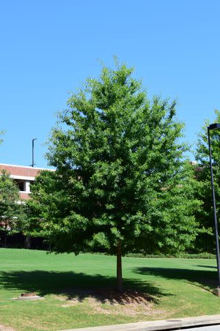 <p>Nancy Loewenstein, Auburn University</p>