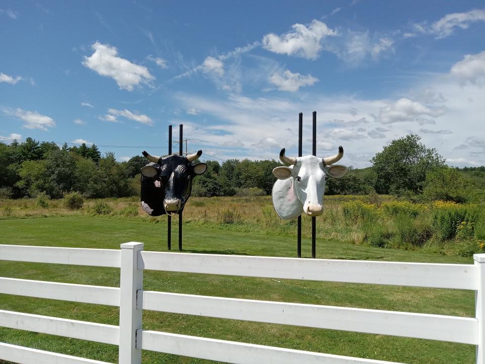 The cow head sculptures that were once displayed on the farmland at the since-closed Peaceful Meadows Ice Cream shop were sold after the property's new owner, Hornstra Farms of Norwell, took over in the summer of 2023.