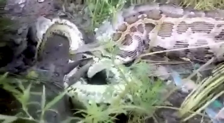 The snake was seen at the Katarniaghat wildlife sanctuary, Uttar Pradesh, India (SWNS)