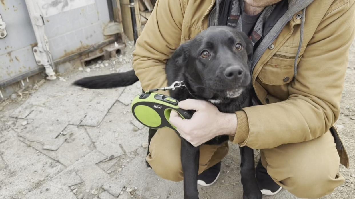Pickles, a lab-mix puppy, was found hungry, roaming Siksika Nation with a pack of stray dogs.  (Brendan Coulter/CBC - image credit)