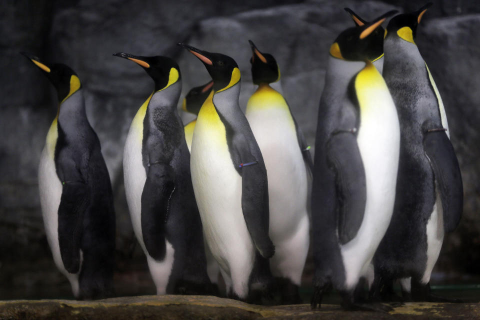 King penguins stand in an enclosure at the Hakkeijima Sea Paradise aquarium-amusement park complex in Yokohama, near Tokyo, Sunday, Sept. 30, 2012.(AP Photo/Itsuo Inouye)