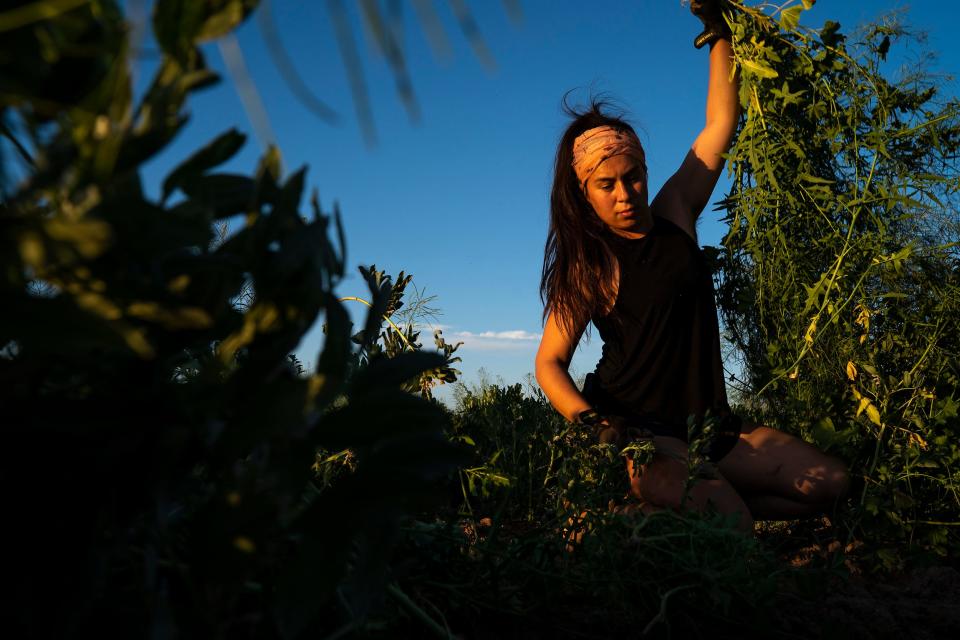 Alexis Ruby Trevizo picks weeds at Food Forest Cooperative on March 17, 2022, in Phoenix. The farm co-op is a 1.5-acre plot of land located on Spaces of Opportunity in south Phoenix.